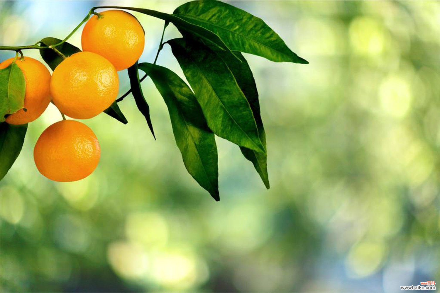橘子籽怎么种