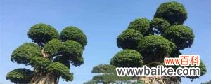 小叶榕树的养殖方法