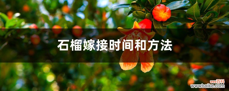 石榴嫁接的时间和方法