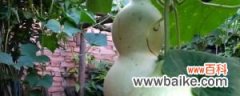 干葫芦籽的种植方法