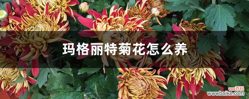 玛格丽特菊花怎么养