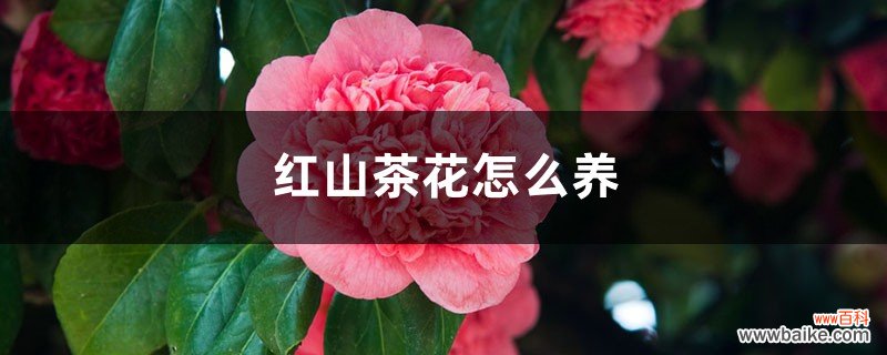 红山茶花怎么养