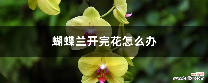 蝴蝶兰开完花怎么办