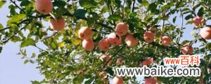 苹果用什么繁殖