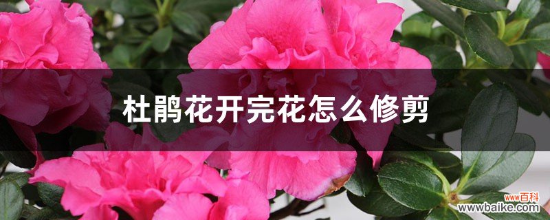 杜鹃花开完花怎么修剪，盆栽杜鹃修剪方法图