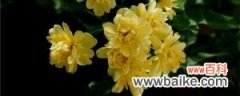 黄木香种植方法，黄木香种植环境