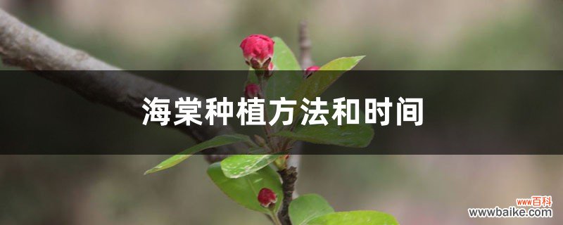 海棠种植方法和时间