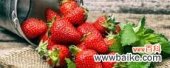 水培草莓的种植方法