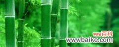 水培的竹子怎么养