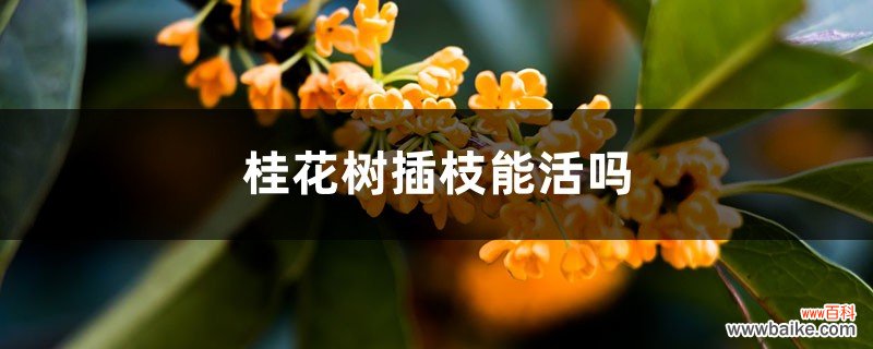 桂花树插枝能活吗