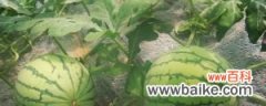 西瓜几月种