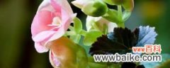 海棠扦插繁殖方法