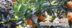 柑橘嫁接技术几种方法