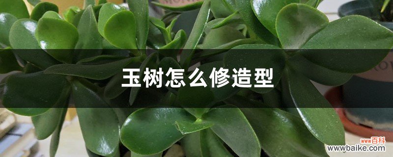 玉树怎么修造型