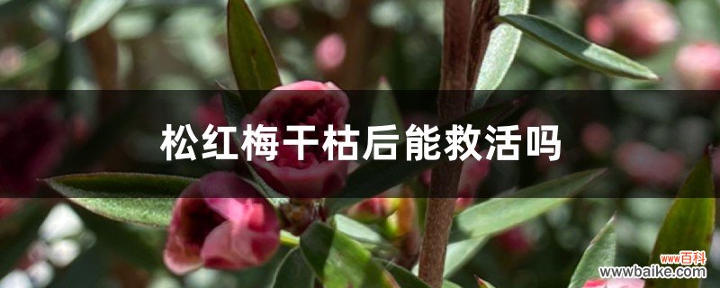 松红梅干枯后能救活吗