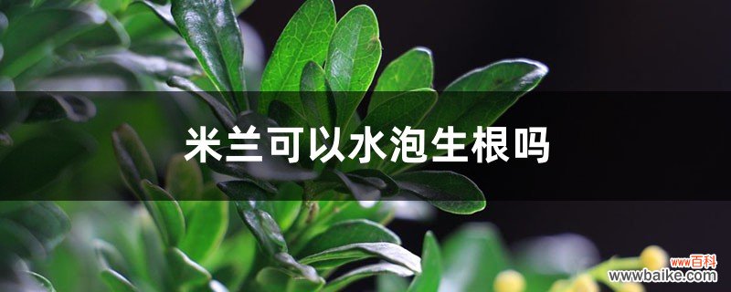 米兰可以水泡生根吗