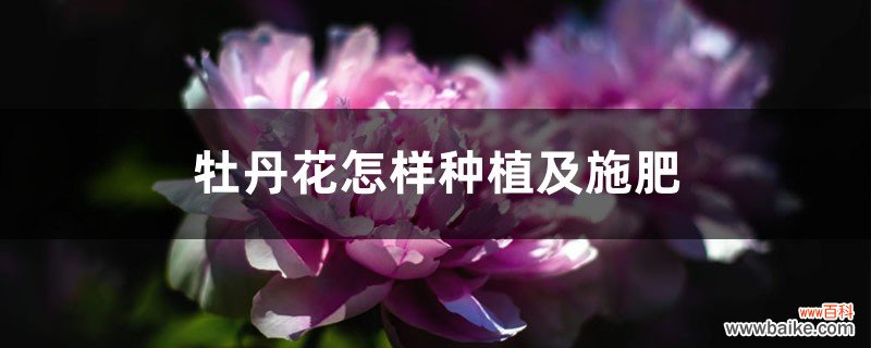 牡丹花怎样种植及施肥