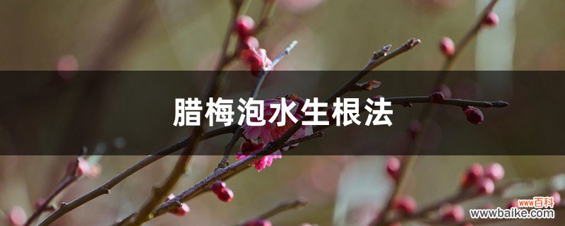 腊梅泡水生根法