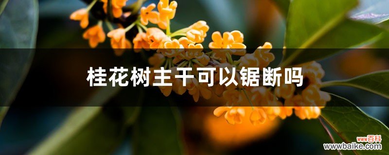 桂花树主干可以锯断吗