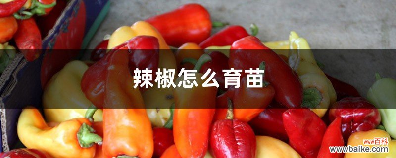 辣椒怎么育苗