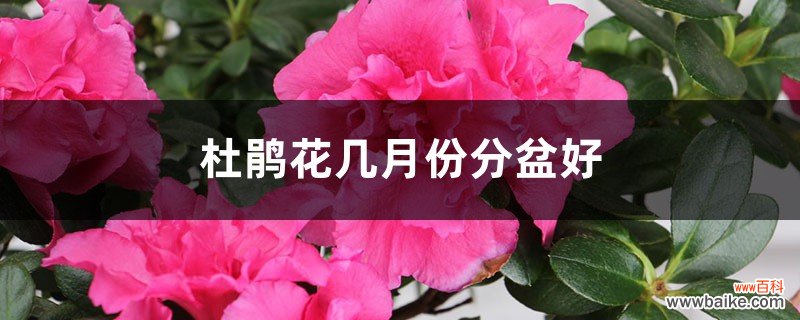 杜鹃花几月份分盆好