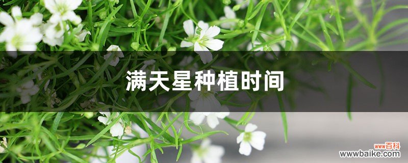 满天星种植时间