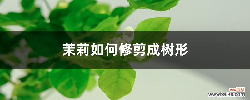 茉莉如何修剪成树形