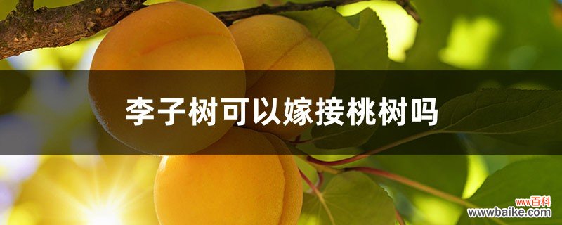 李子树可以嫁接桃树吗