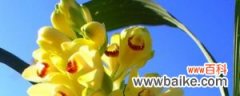 黄花鹤顶兰的养殖方法