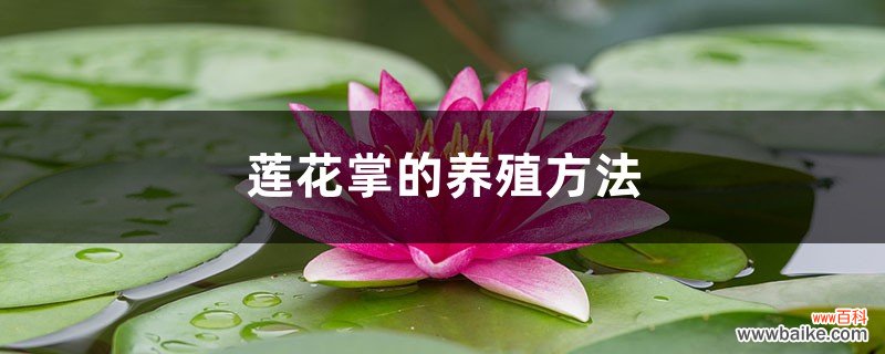 莲花掌的养殖方法