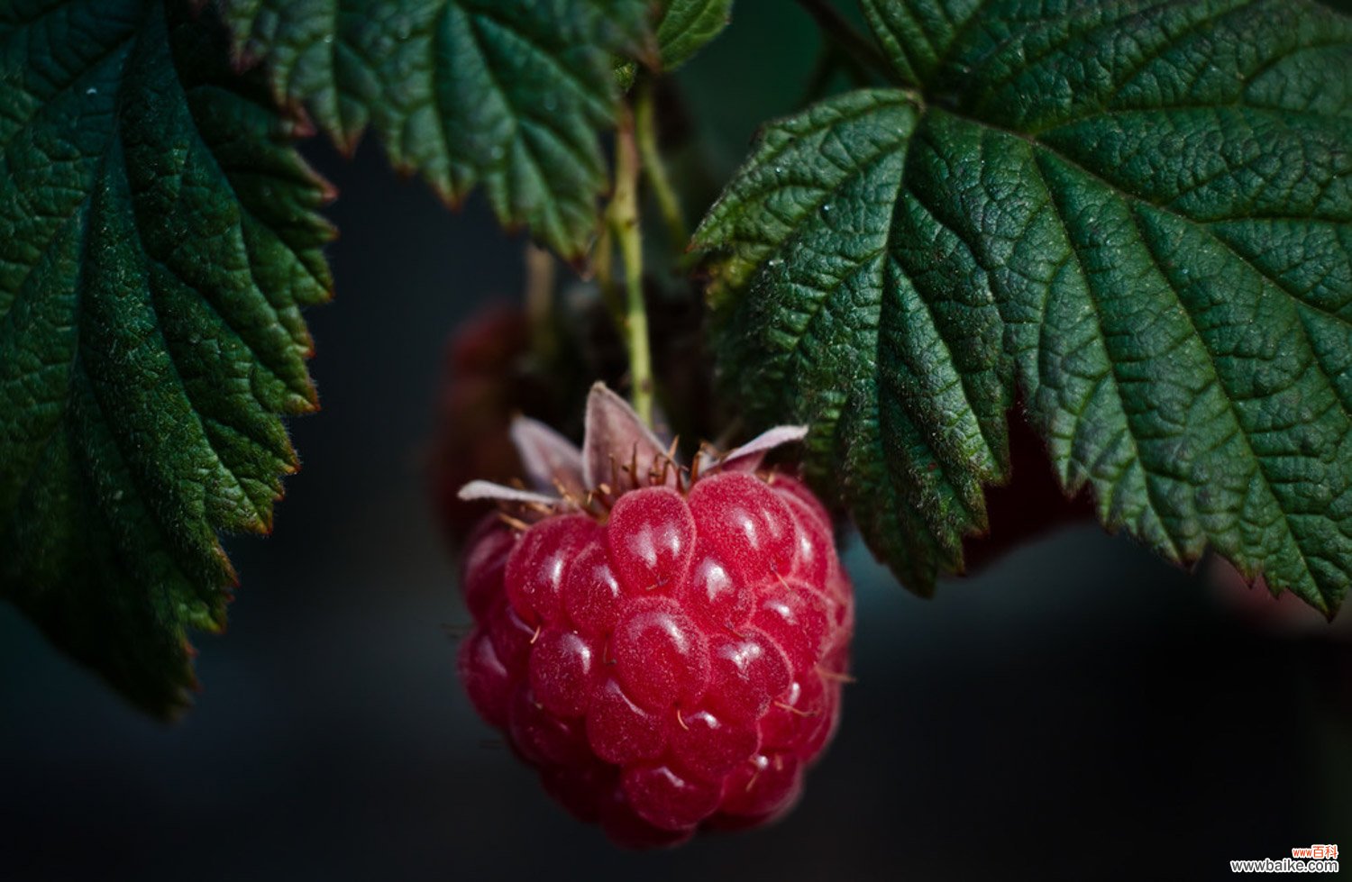 怎么养树莓