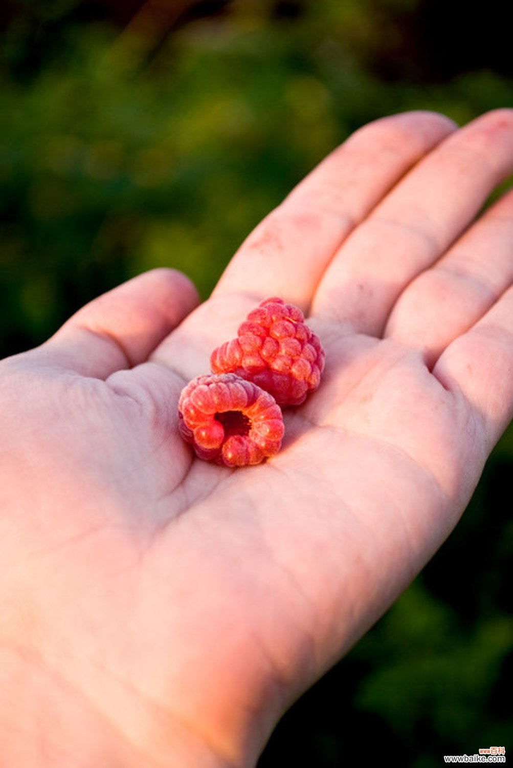 怎么养树莓