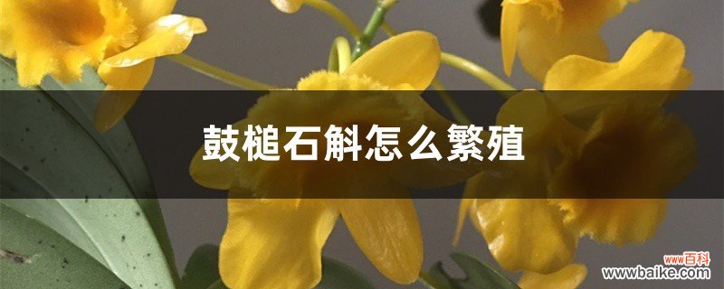 鼓槌石斛怎么繁殖