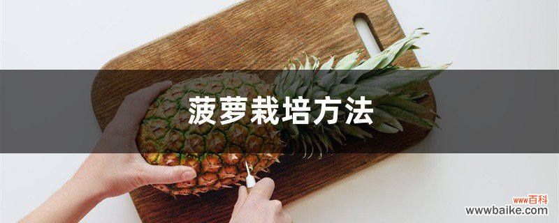 菠萝栽培方法
