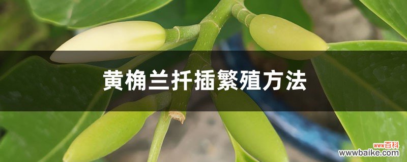 黄桷兰扦插繁殖方法