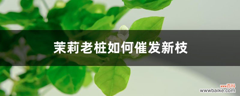 茉莉老桩如何催发新枝