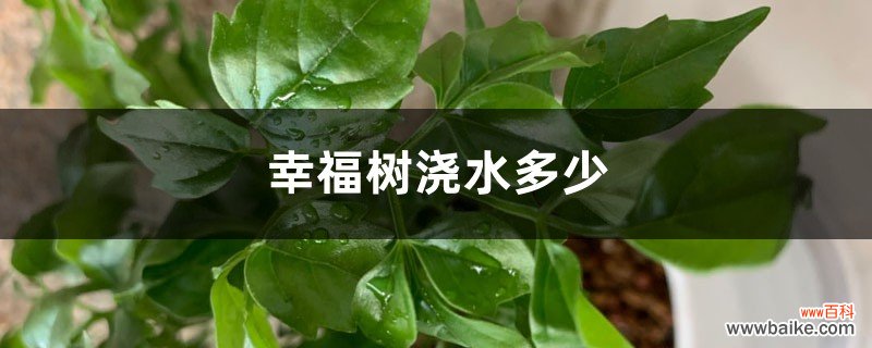 幸福树浇水多少