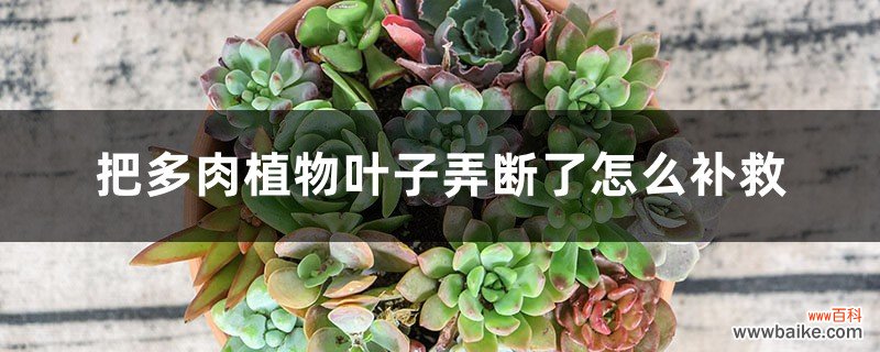 把多肉植物叶子弄断了怎么补救