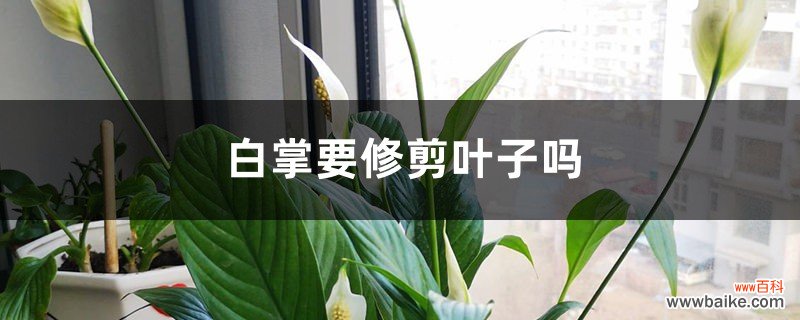 白掌要修剪叶子吗