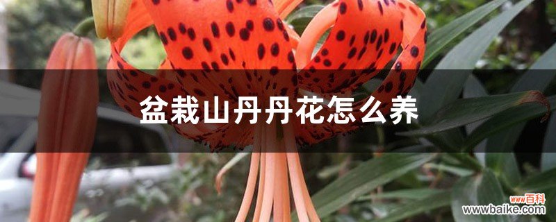 盆栽山丹丹花怎么养