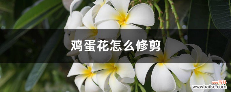 鸡蛋花怎么修剪