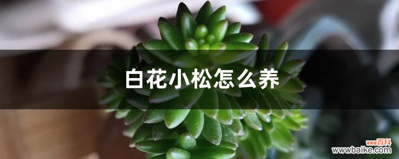 白花小松怎么养