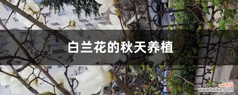 白兰花的秋天养殖