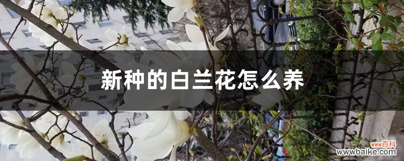 新种的白兰花怎么养