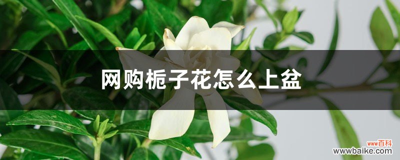 网购栀子花怎么上盆