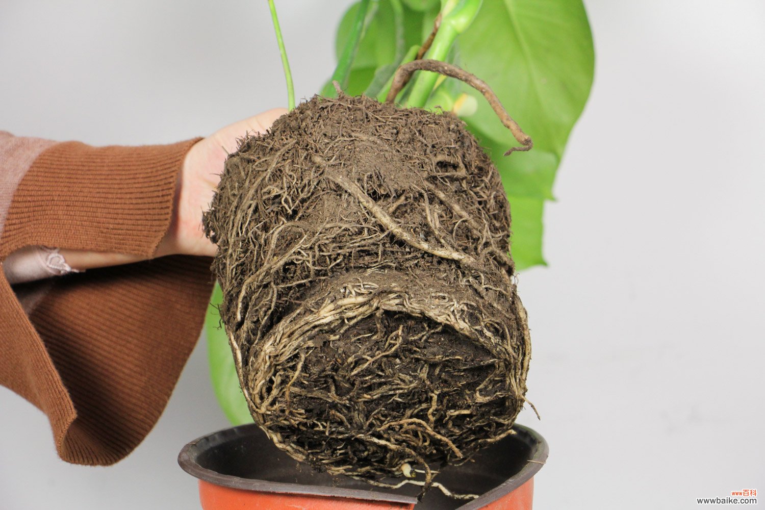 龟背竹的根能繁殖吗
