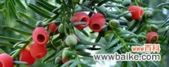 红豆杉家庭种植方法