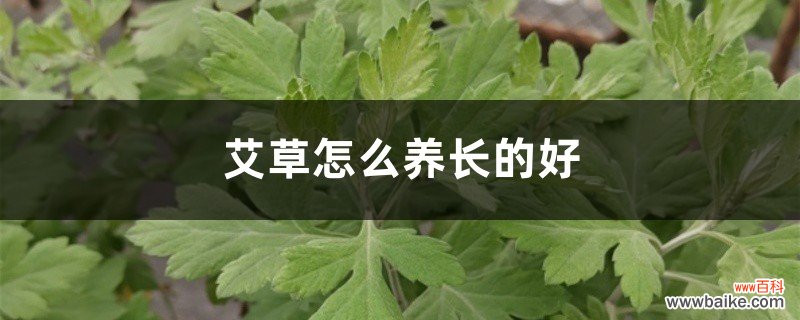 艾草怎么养长的好