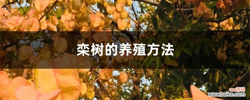 栾树的养殖方法