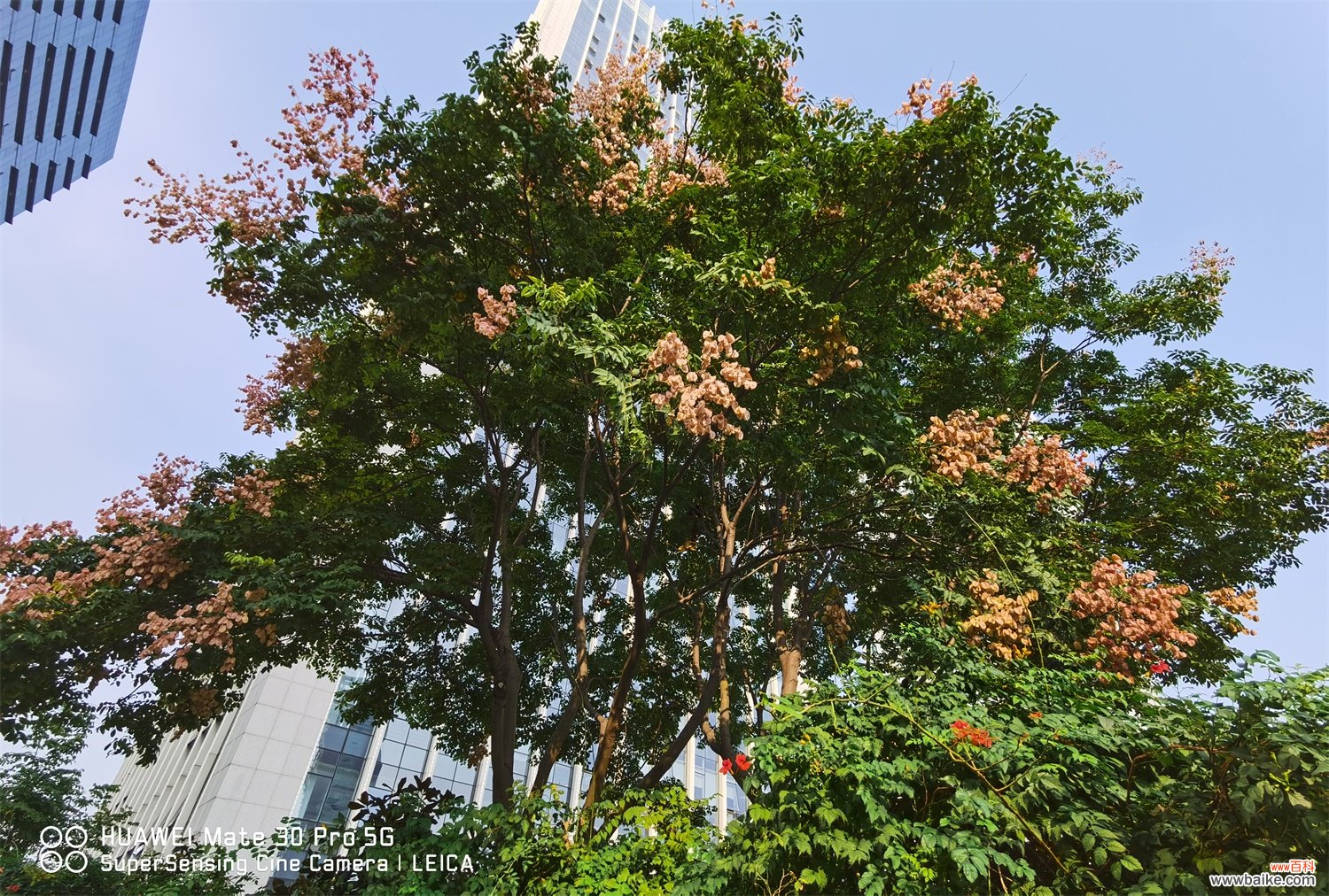 栾树的养殖方法